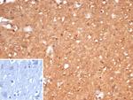 Creatine Phosphokinase-BB (CK-BB) Antibody in Immunohistochemistry (Paraffin) (IHC (P))