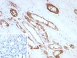 Creatine Phosphokinase-BB (CK-BB) Antibody in Immunohistochemistry (Paraffin) (IHC (P))