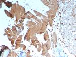 Creatine Kinase MM Antibody in Immunohistochemistry (Paraffin) (IHC (P))