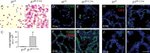 Ly-6G/Ly-6C Antibody in Immunohistochemistry (IHC)