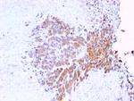 Topoisomerase (DNA) I, Mitochondrial (TOP1MT) Antibody in Immunohistochemistry (Paraffin) (IHC (P))