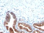 Topoisomerase (DNA) I, Mitochondrial (TOP1MT) Antibody in Immunohistochemistry (Paraffin) (IHC (P))