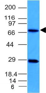 Topoisomerase (DNA) I, Mitochondrial (TOP1MT) Antibody in Western Blot (WB)