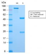 Topoisomerase I, Mitochondrial (TOP1MT) Antibody in SDS-PAGE (SDS-PAGE)