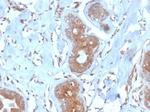 LRG1/Leucine Rich alpha-2-glycoprotein 1 Antibody in Immunohistochemistry (Paraffin) (IHC (P))