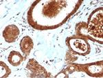 LRG1/Leucine Rich alpha-2-glycoprotein 1 Antibody in Immunohistochemistry (Paraffin) (IHC (P))