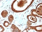 LRG1/Leucine Rich alpha-2-glycoprotein 1 Antibody in Immunohistochemistry (Paraffin) (IHC (P))