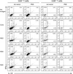 IFN gamma Antibody in Flow Cytometry (Flow)