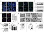 IFN gamma Antibody in Western Blot, Immunohistochemistry (WB, IHC)