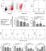 EOMES Antibody