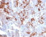 Clusterin/Apolipoprotein J (APO-J) Antibody in Immunohistochemistry (Paraffin) (IHC (P))