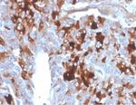 Clusterin/Apolipoprotein J (APO-J) Antibody in Immunohistochemistry (Paraffin) (IHC (P))