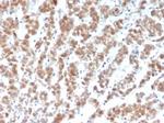 Clusterin/Apolipoprotein J (APO-J) Antibody in Immunohistochemistry (Paraffin) (IHC (P))