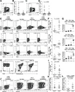 TIGIT Antibody in Flow Cytometry (Flow)