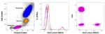 CD19 Antibody