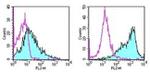 CD86 (B7-2) Antibody in Flow Cytometry (Flow)