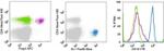 CD101 Antibody in Flow Cytometry (Flow)