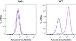 Axl Antibody