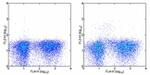 CD123 Antibody in Flow Cytometry (Flow)