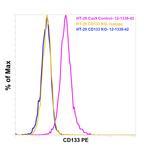 CD133 (Prominin-1) Antibody