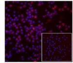 GILZ Antibody in Immunocytochemistry (ICC/IF)