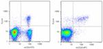 FOXP3 Antibody in Flow Cytometry (Flow)