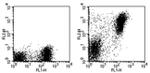 MHC Class II (I-A/I-E) Antibody in Flow Cytometry (Flow)