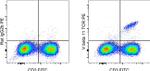 TCR V beta 11 Antibody in Flow Cytometry (Flow)