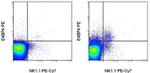 E4BP4 (NFIL3) Antibody in Flow Cytometry (Flow)