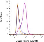 DDX5 Antibody