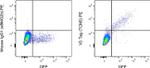 V5 Tag Antibody in Flow Cytometry (Flow)