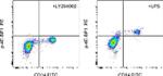 Phospho-4EBP1 (Thr36, Thr45) Antibody in Flow Cytometry (Flow)