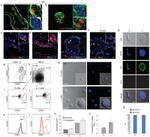 CD24 Antibody in Flow Cytometry (Flow)