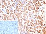 Colipase/CLPS Antibody in Immunohistochemistry (Paraffin) (IHC (P))