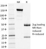 Clathrin, Light Chain Antibody in SDS-PAGE (SDS-PAGE)