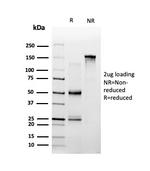 SPI-C/Transcription factor Spi-C Antibody in SDS-PAGE (SDS-PAGE)