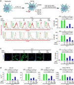 CD206 (MMR) Antibody in Flow Cytometry (Flow)