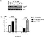 MHC Class II (I-A/I-E) Antibody in Flow Cytometry (Flow)