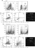 Ly-6A/E (Sca-1) Antibody in Flow Cytometry (Flow)