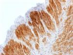 Calponin-1 Antibody in Immunohistochemistry (Paraffin) (IHC (P))