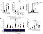 EGR2 Antibody in Flow Cytometry (Flow)