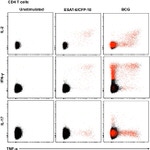 TNF alpha Antibody in Flow Cytometry (Flow)