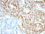 Collagen II (COL2A1) Antibody in Immunohistochemistry (Paraffin) (IHC (P))