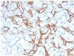 Collagen IV (COL4A1/COL4A2) Antibody in Immunohistochemistry (Paraffin) (IHC (P))