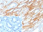 Collagen IV Antibody in Immunohistochemistry (Paraffin) (IHC (P))