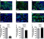 EphA2 Antibody in Immunocytochemistry (ICC/IF)