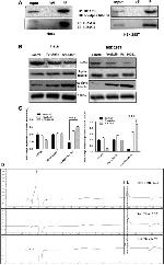 Acetyl-alpha Tubulin (Lys40) Antibody in Western Blot (WB)