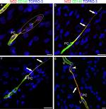 Neural/Glial Antigen 2 (NG2) Antibody in Immunocytochemistry (ICC/IF)