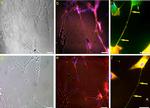 Neural/Glial Antigen 2 (NG2) Antibody in Immunocytochemistry (ICC/IF)