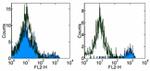 CD11b Antibody in Flow Cytometry (Flow)